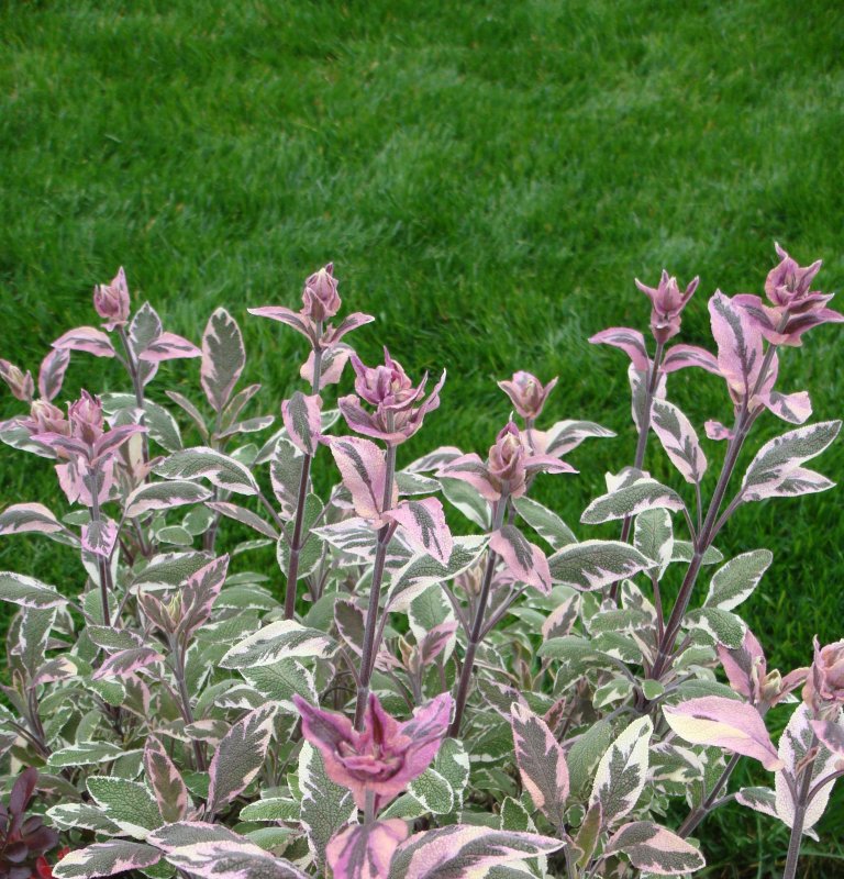 Шалфей Salvia officinalis icterina