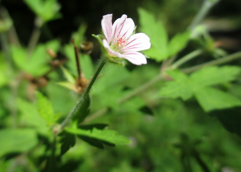 Geranium sibiricum