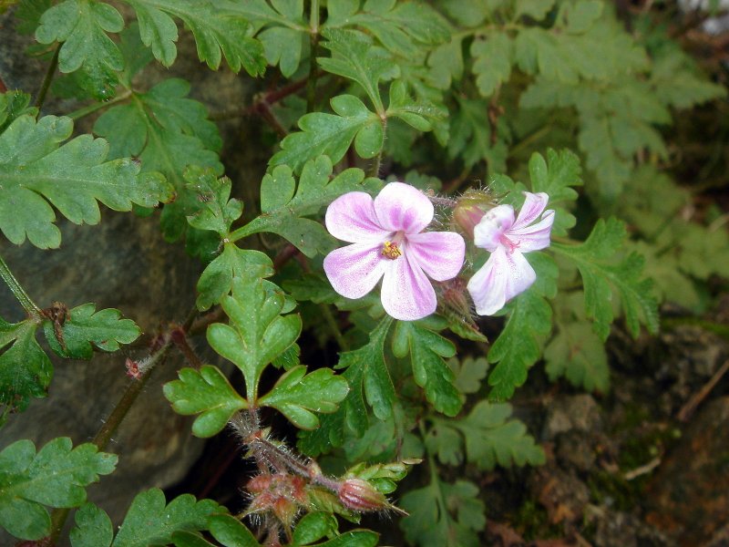 Geranium purpureum
