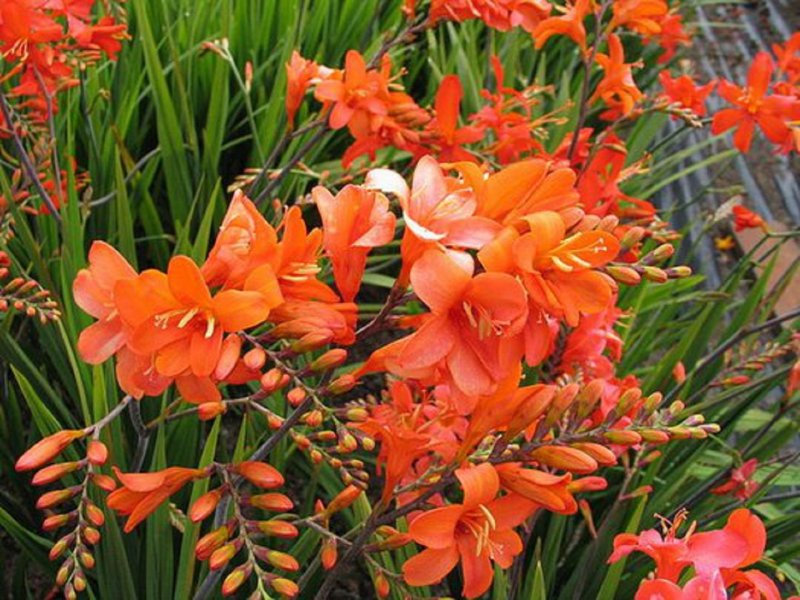 Крокосмия (Crocosmia) Red King