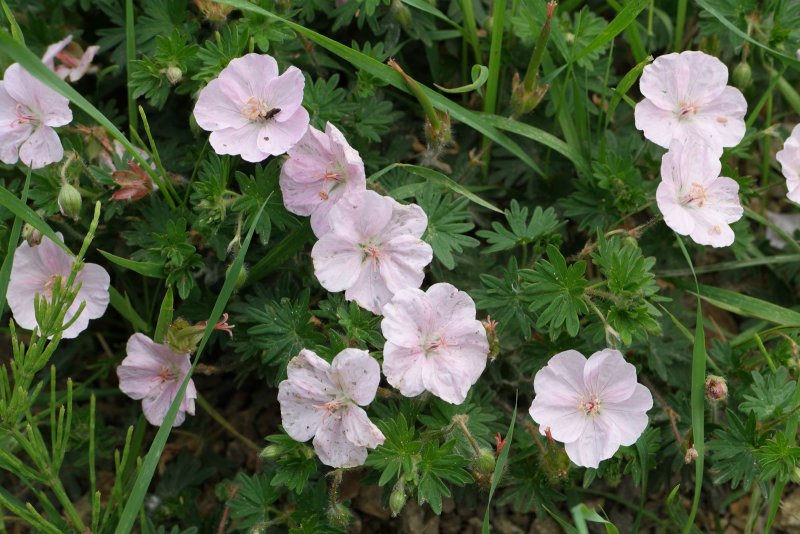 Geranium sanguineum