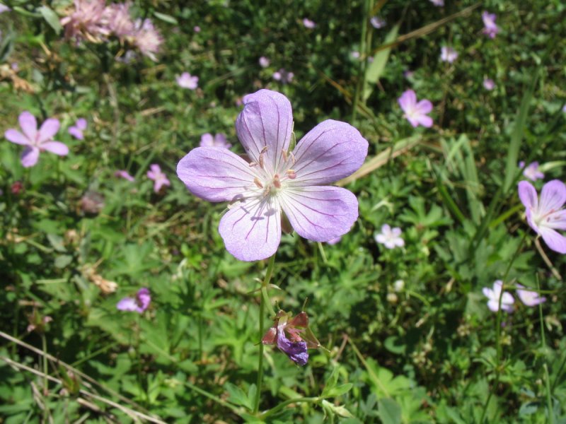 Geranium collinum листья