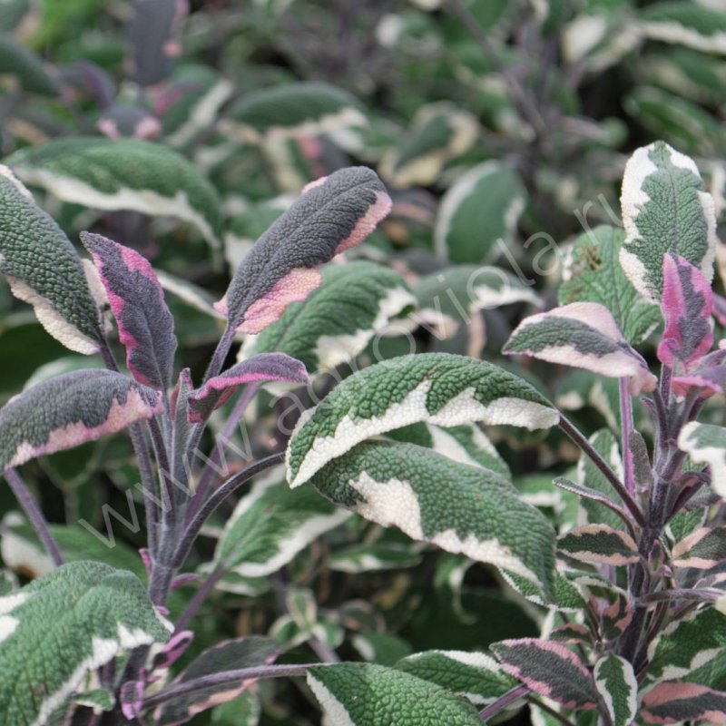 Шалфей лекарственный Sage Plant
