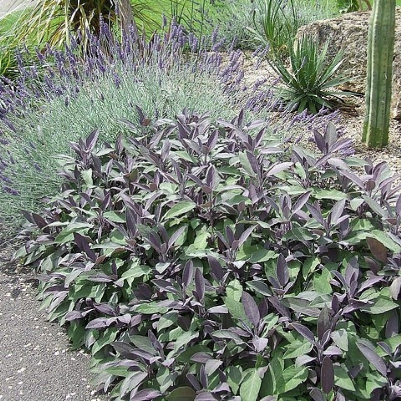 Шалфей лекарственный Purpurmantel `PURPURASCENS´