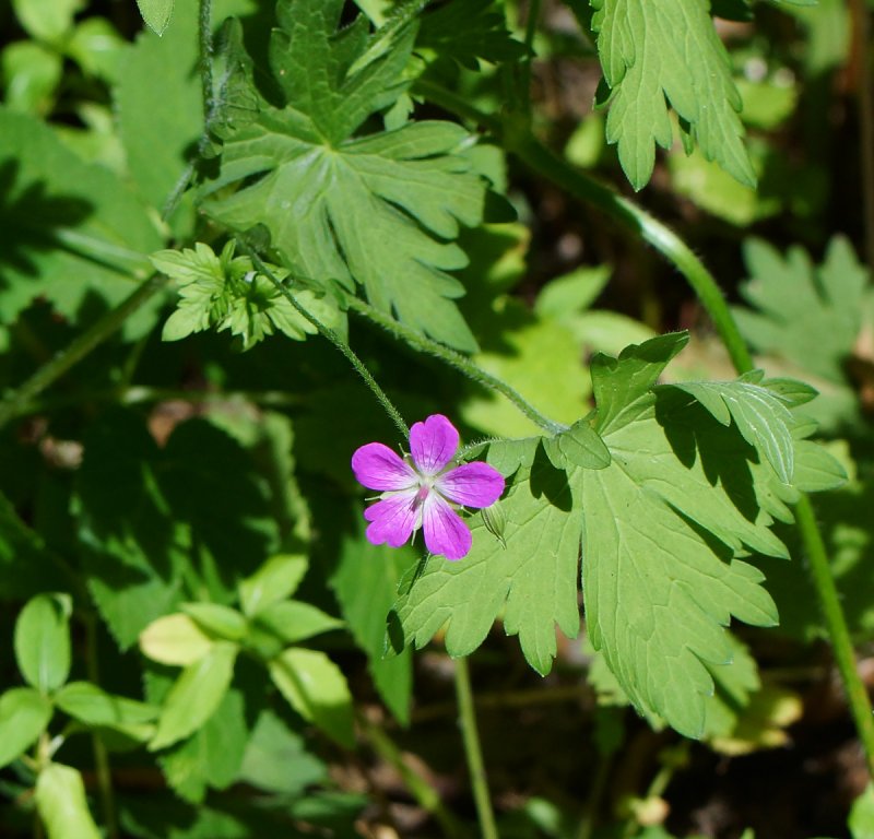 Герань холмовая (Geranium collirtum),