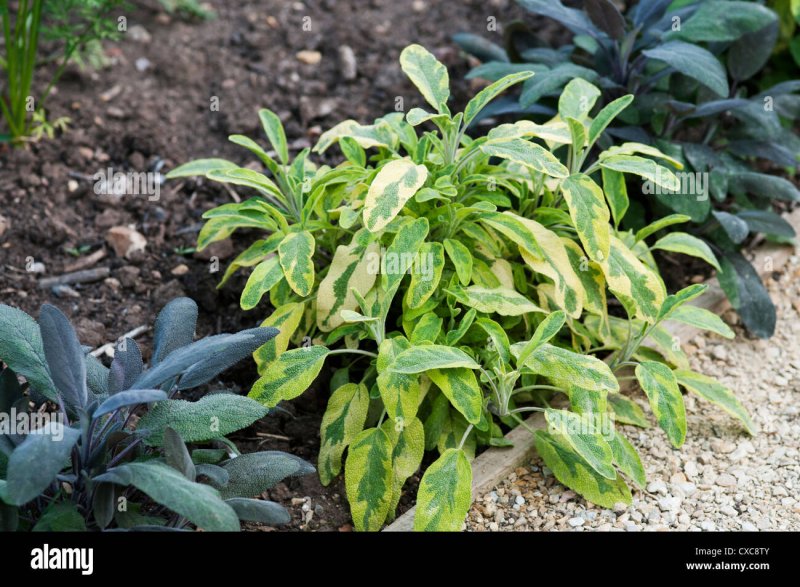 Шалфей Salvia officinalis icterina
