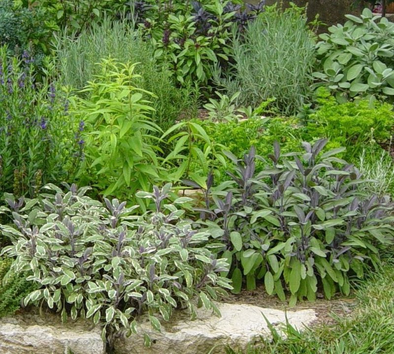 Шалфей Salvia PURPURASCENS