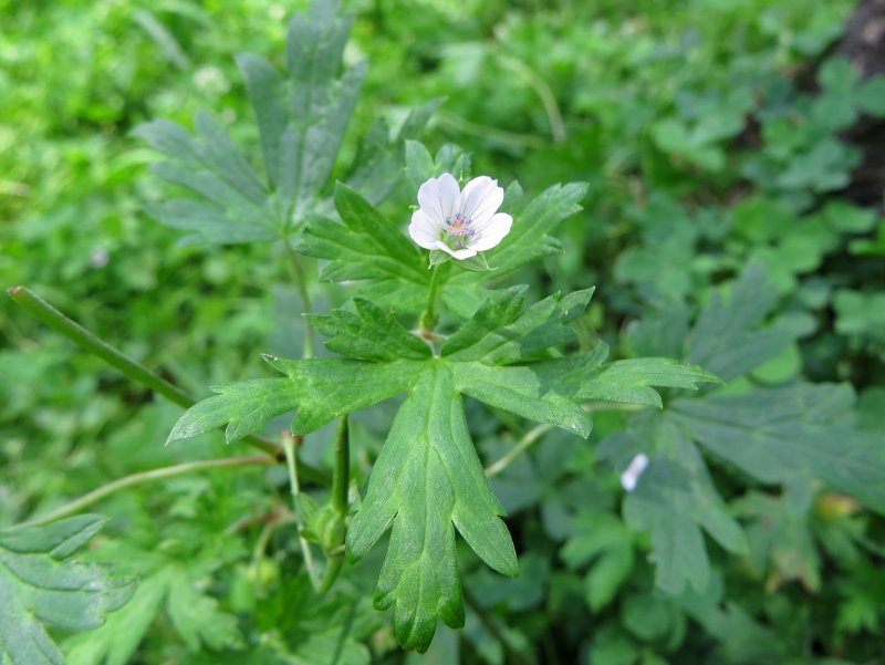 Герань цветок Сибирская Geranium sibiricum
