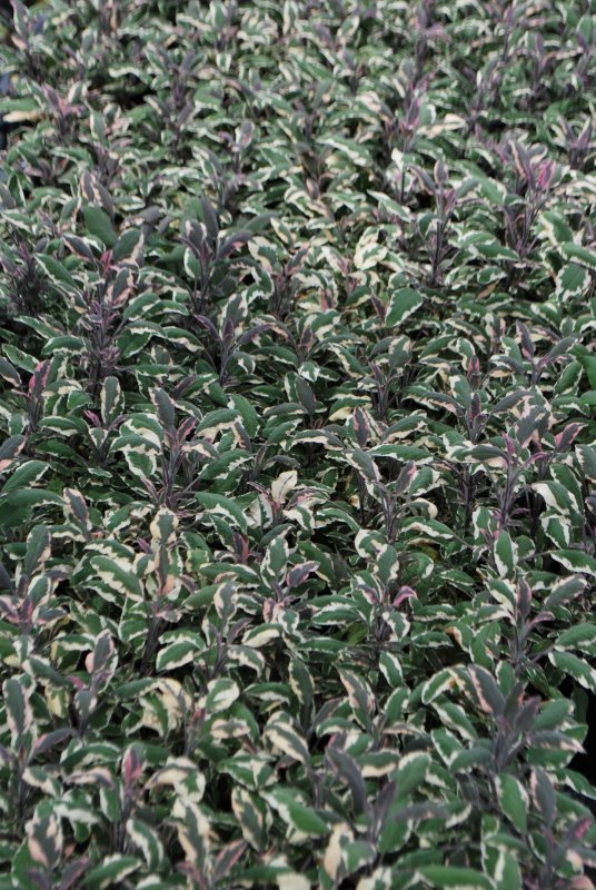 Шалфей лекарственный Sage Plant
