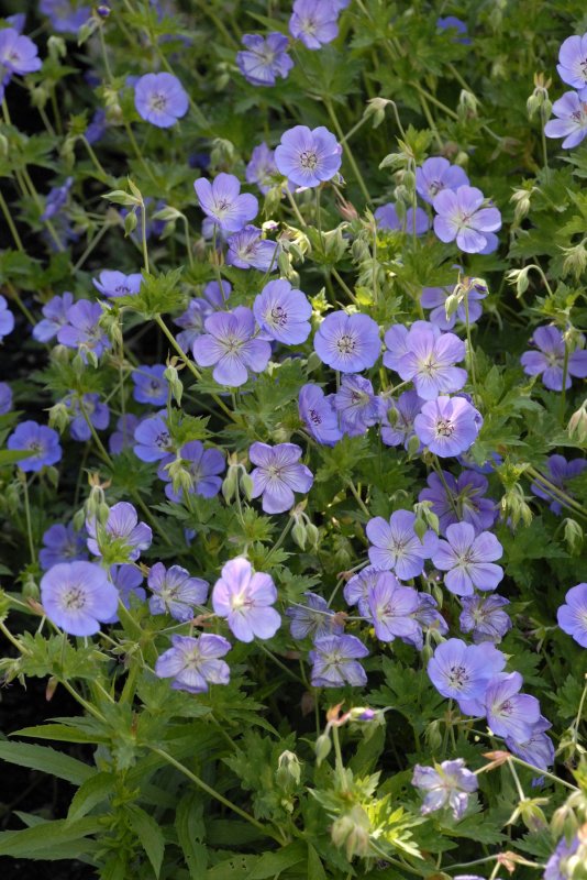 Geranium Blanc