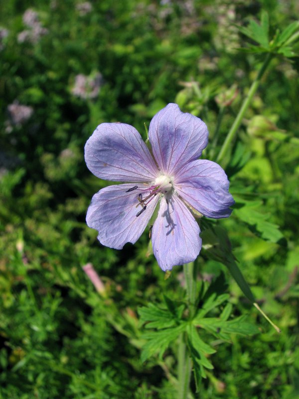Герань maculatum