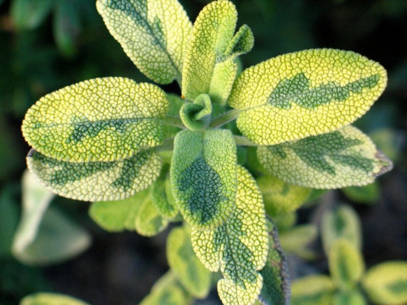 Шалфей Salvia officinalis Tricolor