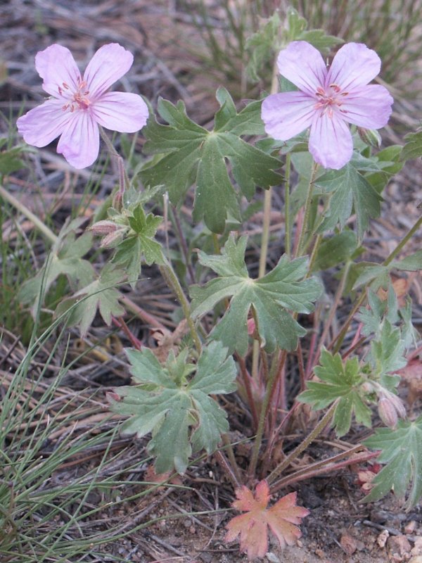 Geranium collinum