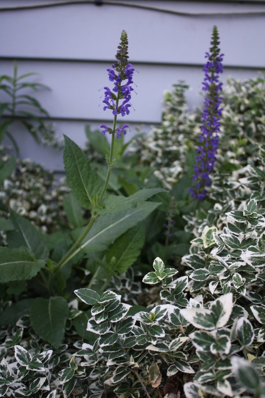 Шалфей лекарственный (Salvia officinalis)
