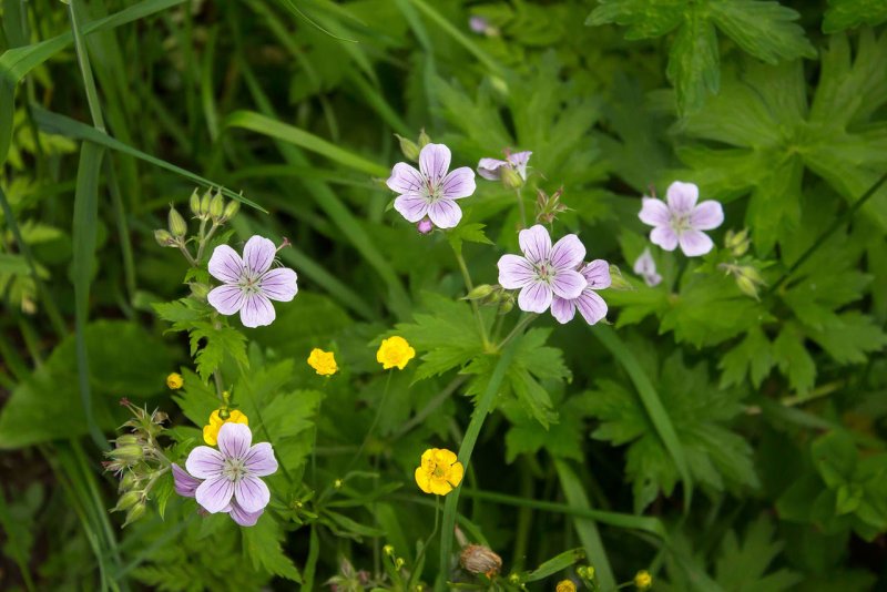 Герань Сибирская - Geranium sibiricum