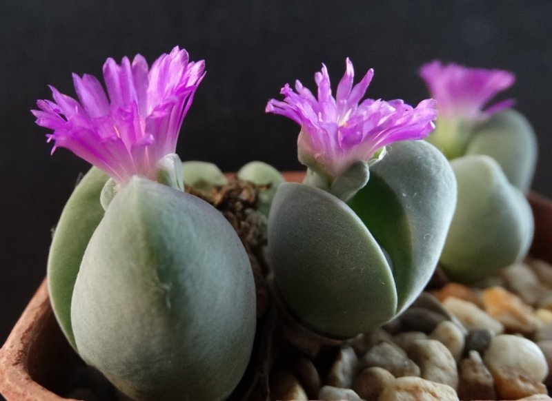 Gibbaeum comptonii