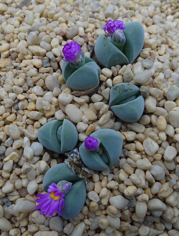 Суккулент Gibbaeum