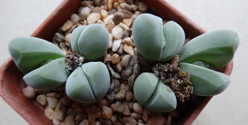 Gibbaeum pilosulum
