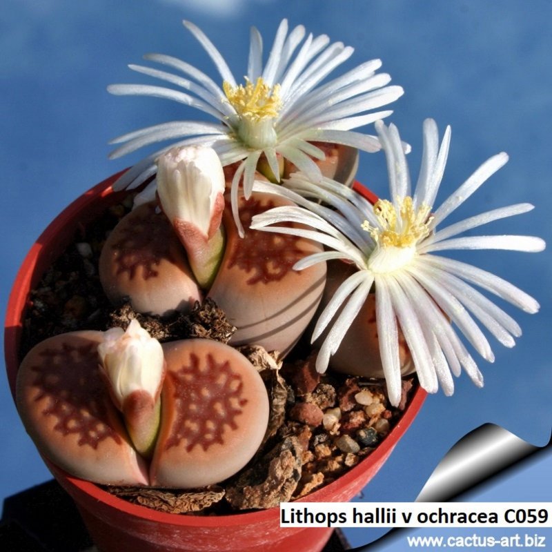 Gibbaeum comptonii