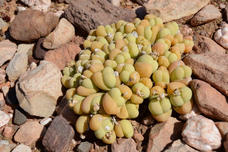 Gibbaeum heathii