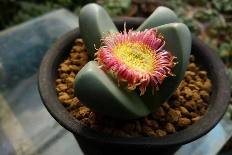 Antegibbaeum FISSOIDES