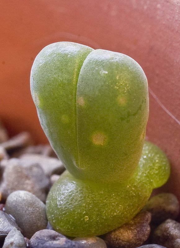 Antegibbaeum FISSOIDES