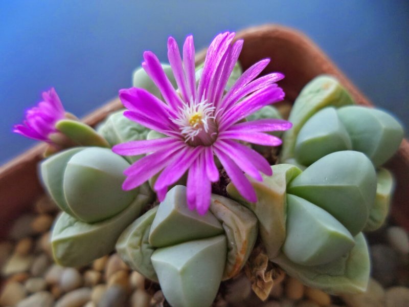 Gibbaeum comptonii