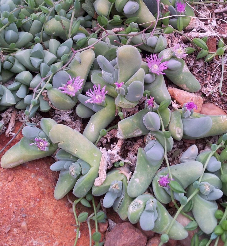 Gibbaeum comptonii