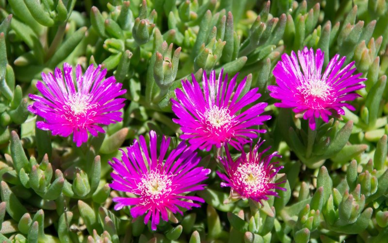 Gibbaeum pubescens