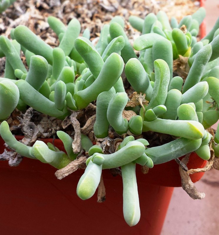 Gibbaeum pilosulum