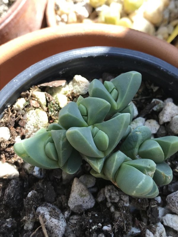 Imitaria muirii