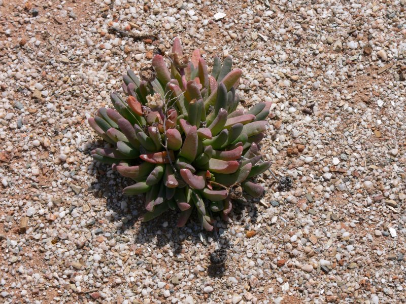 Corpuscularia lehmannii