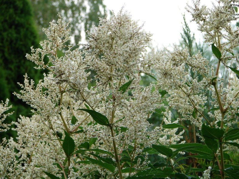 Горец изменчивый (Polygonum polymorpha)