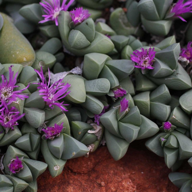 Gibbaeum comptonii