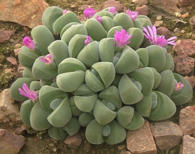 Суккулент Gibbaeum