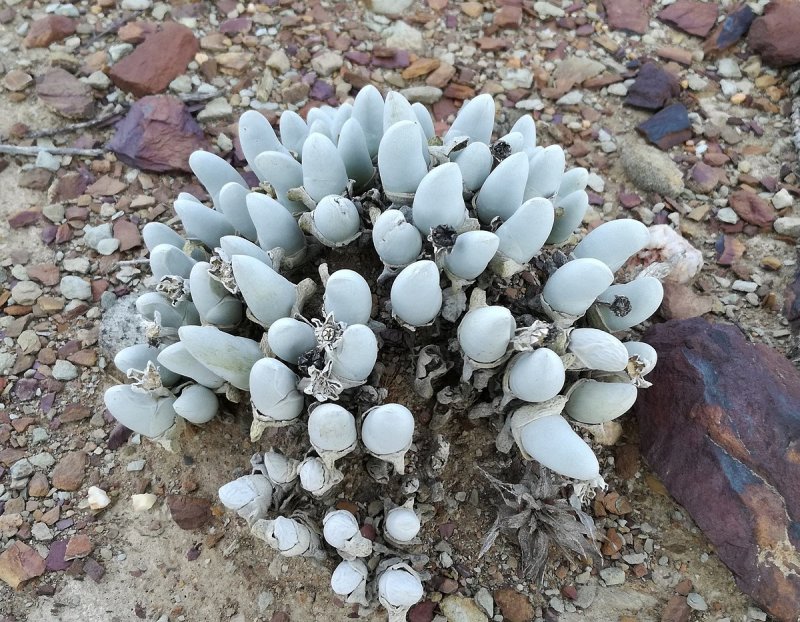 Gibbaeum nuciforme