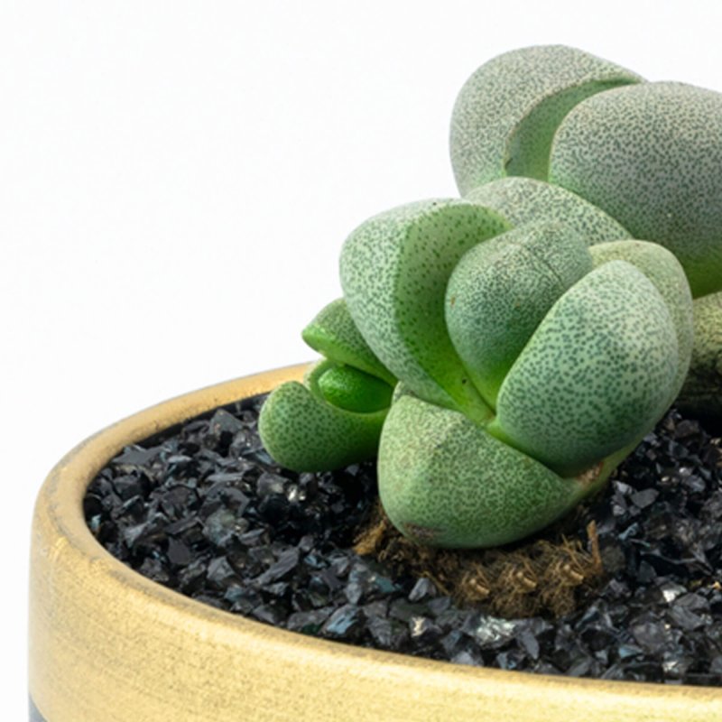Gibbaeum velutinum