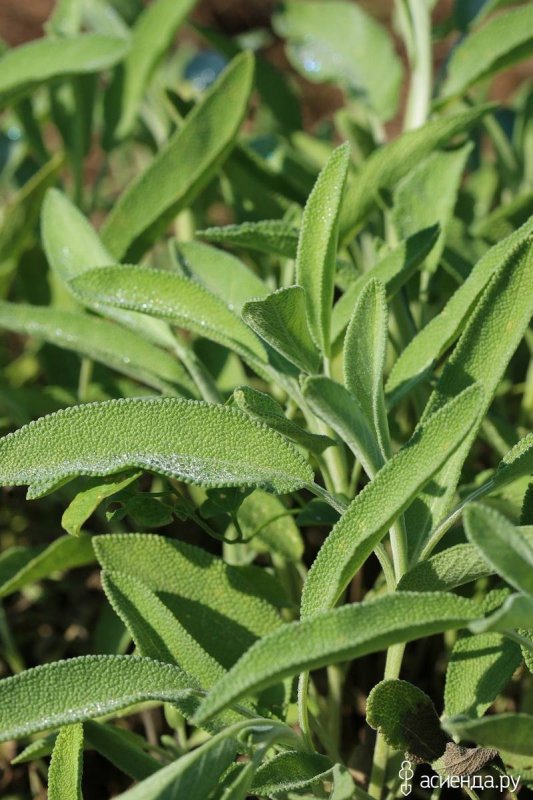 Шалфей лекарственный (Salvia)