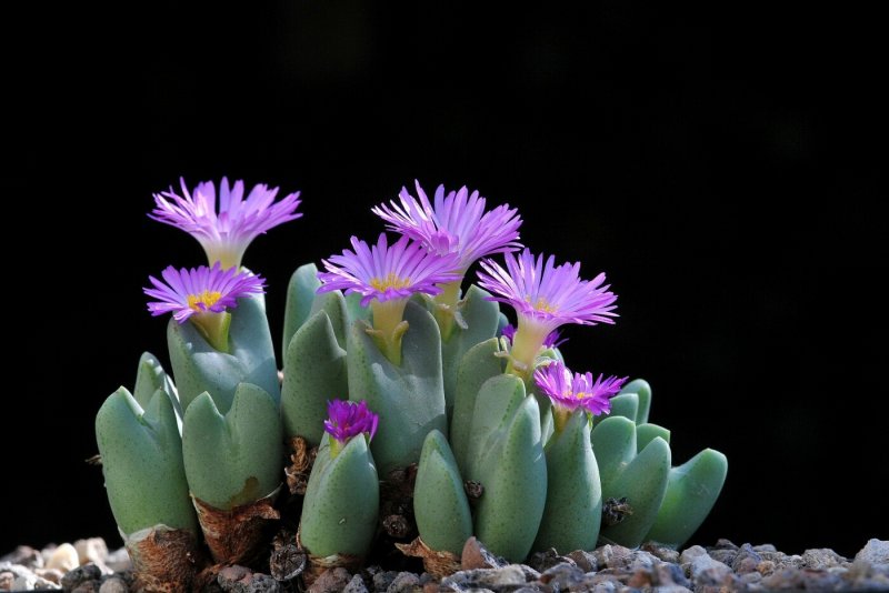 Conophytum obcordellum SSP.rolfii et112