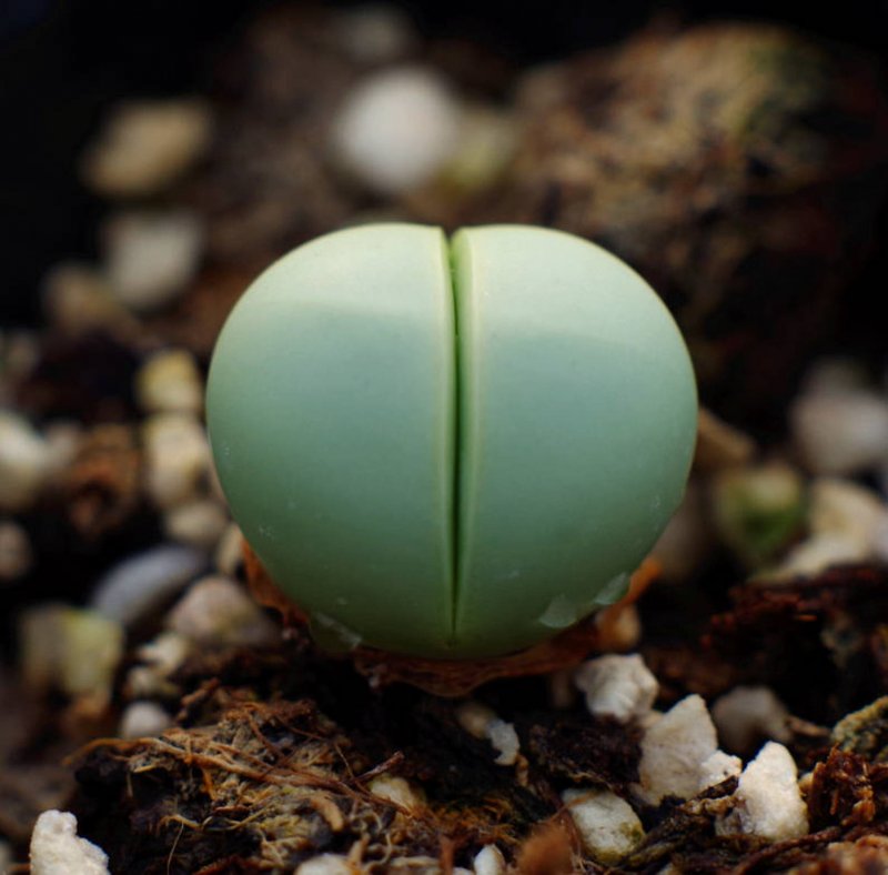 Gibbaeum haagei