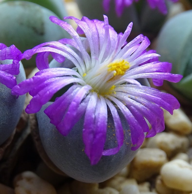 Суккулент Gibbaeum