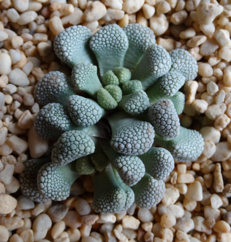 Gibbaeum nuciforme