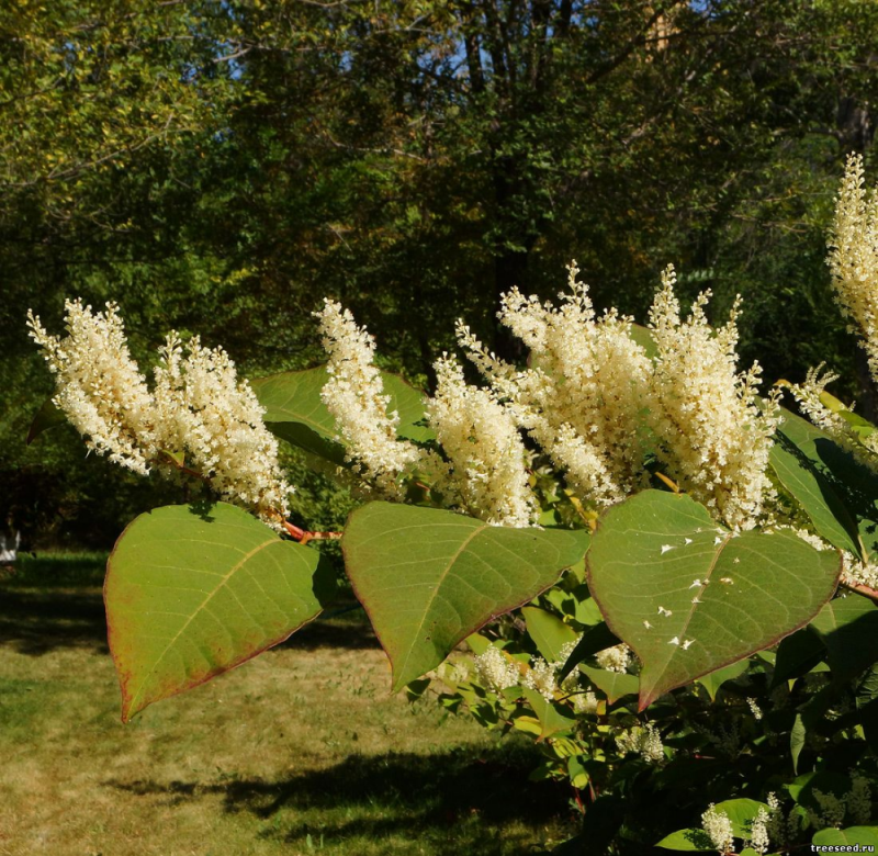 Персикария (Persicaria)