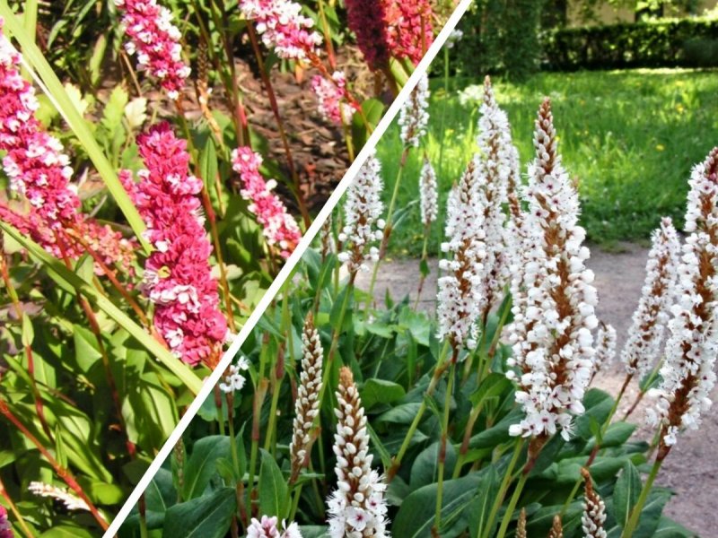 Горец родственный (Polygonum affine `Daijeerling Red`)