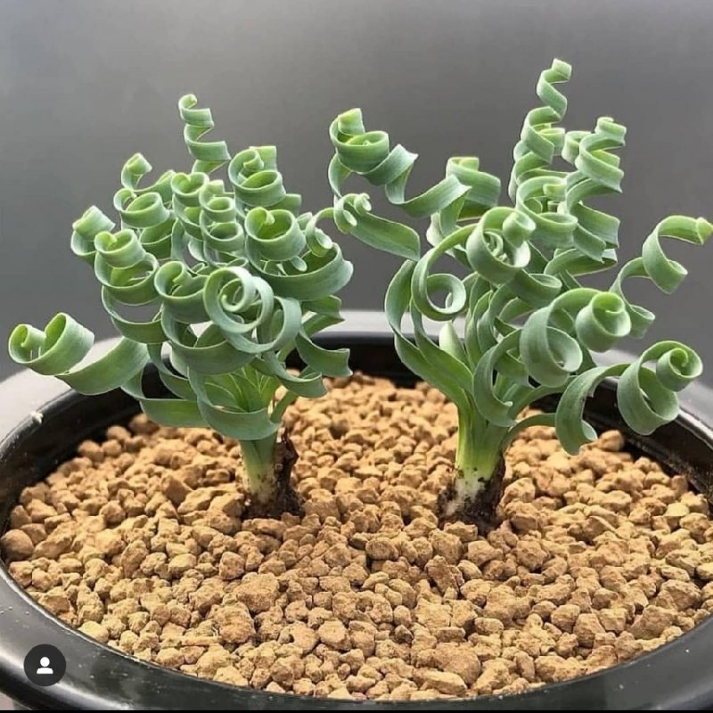 Lithops urikosensis