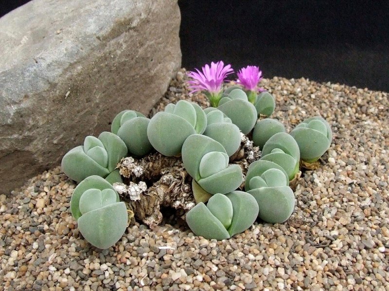 Gibbaeum haagei