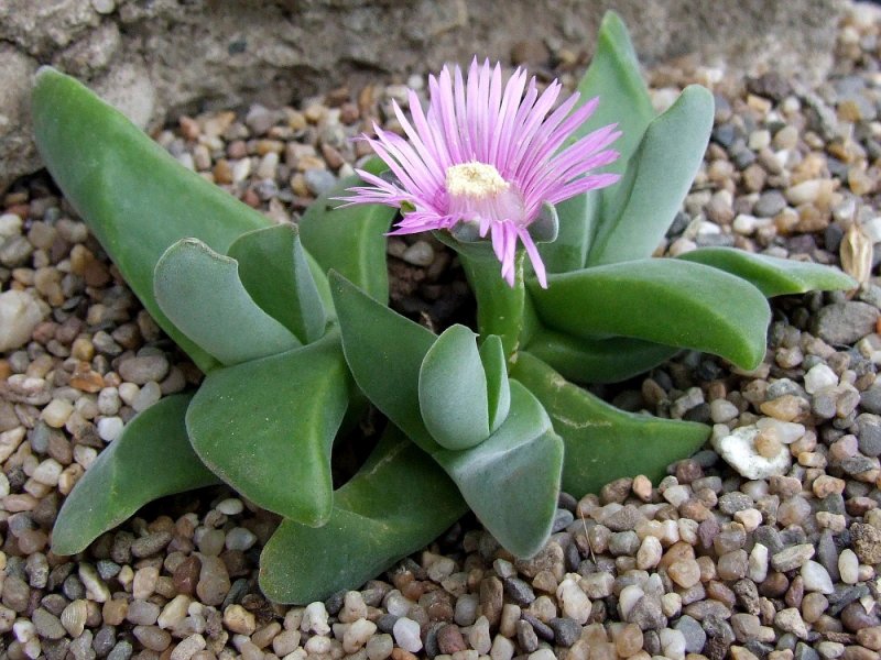 Gibbaeum velutinum