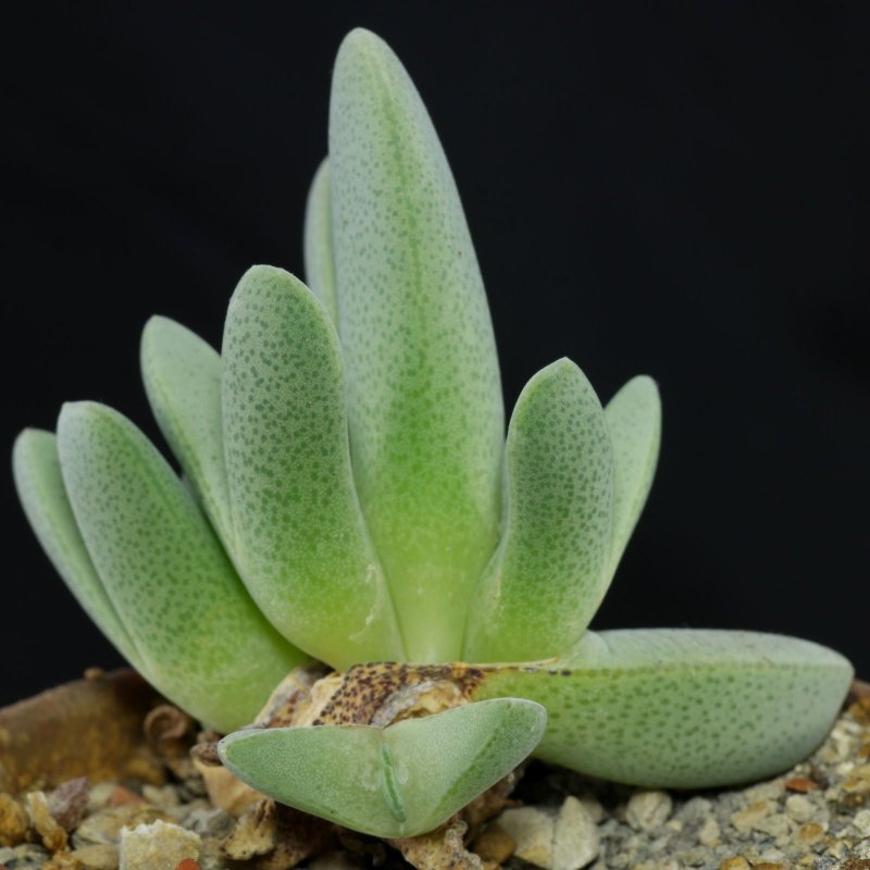 Суккулент Gibbaeum