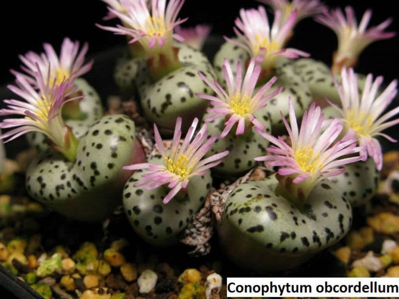 Lithops hallii v. ochracea c 142a