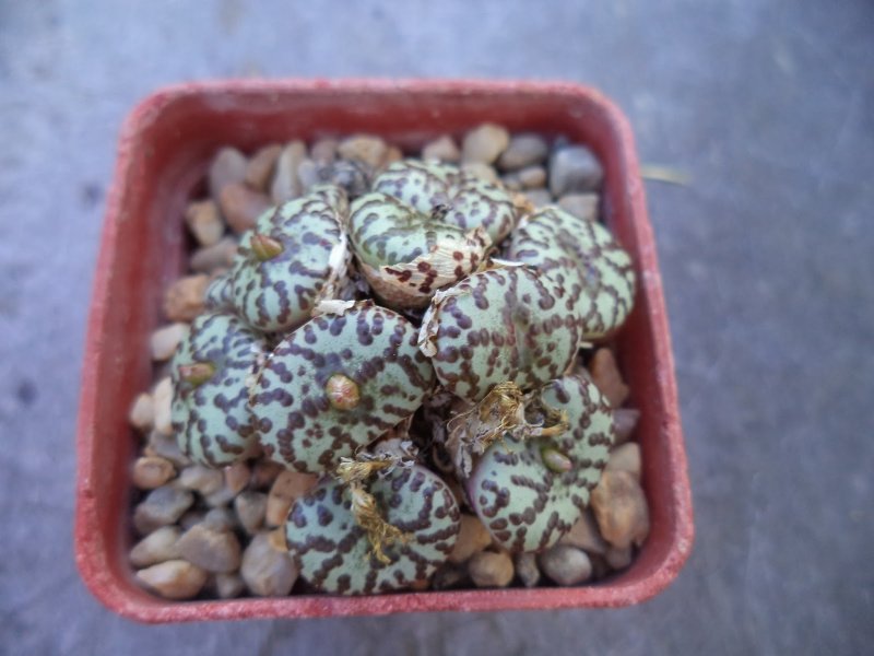 Conophytum stephanii